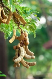 Kerala Tamarind